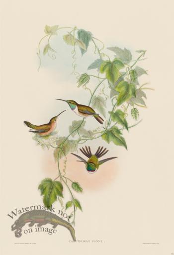 Gould Hummingbird 151